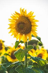ILM_Sunflower